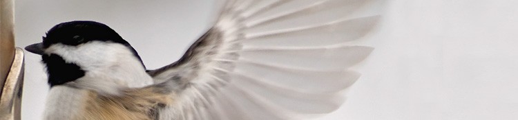 Wild Birdcare